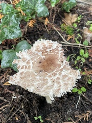 Chlorophyllum