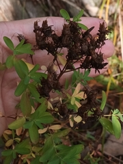 Hypericum perforatum