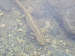 Calotriton asper