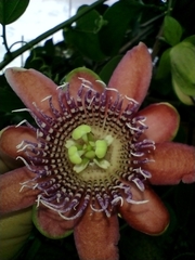 Passiflora alata
