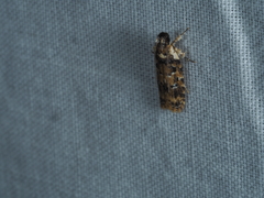 Ardozyga sodalisella