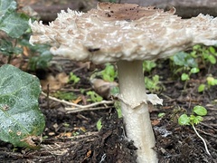 Chlorophyllum