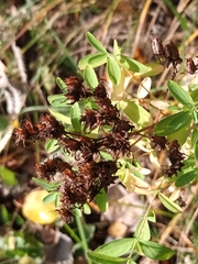 Hypericum perforatum