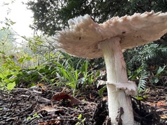 Chlorophyllum