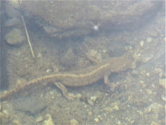 Calotriton asper