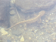 Calotriton asper