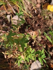 Hypericum perforatum