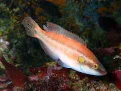 Symphodus ocellatus