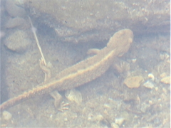 Calotriton asper