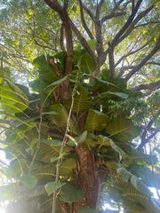 Epipremnum aureum