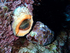 Stramonita haemastoma