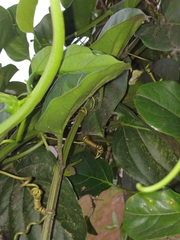 Passiflora alata