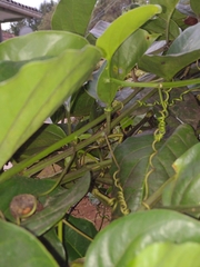 Passiflora alata