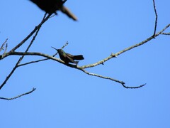 Saucerottia beryllina