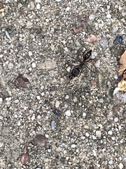 Odontomachus haematodus