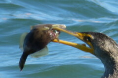 Stephanolepis hispida