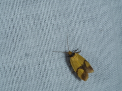 Plectobela ocellaris