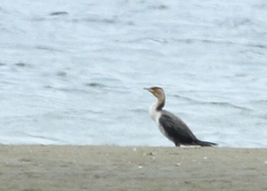 Phalacrocorax carbo lucidus