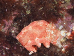 Hexabranchus sanguineus