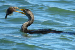 Stephanolepis hispida