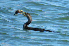 Stephanolepis hispida