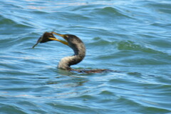 Stephanolepis hispida