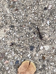 Odontomachus haematodus