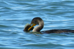 Stephanolepis hispida