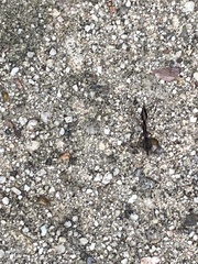 Odontomachus haematodus