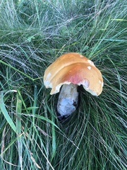 Boletus chippewaensis