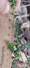 Epacris pulchella