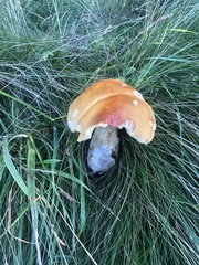 Boletus chippewaensis