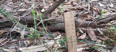 Epacris pulchella
