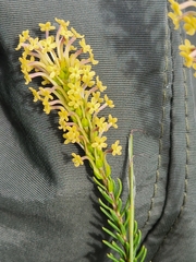 Microdon dubius