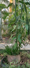 Dracaena sanderiana