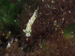 Thuridilla carlsoni