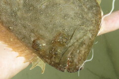 Paralichthys albigutta