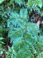 Selaginella willdenowii