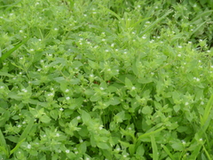 Stellaria media