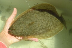 Paralichthys albigutta