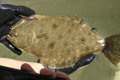 Paralichthys albigutta