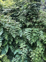 Selaginella willdenowii