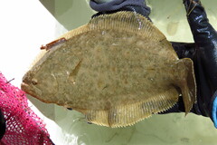 Paralichthys albigutta