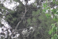 Parabuteo unicinctus