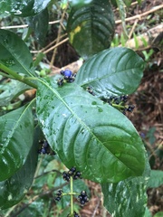 Palicourea brachiata