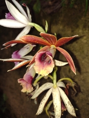 Phaius