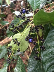 Palicourea brachiata