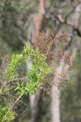 Bursaria spinosa