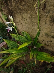 Phaius