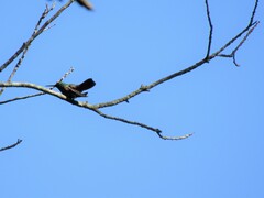 Saucerottia beryllina